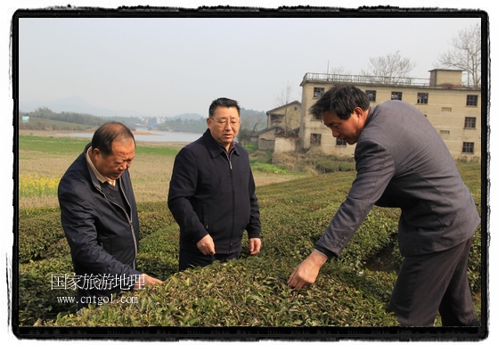 婺源縣茶業(yè)局積極組織茶技人員到中云、鎮(zhèn)頭、清華、思口等重點(diǎn)產(chǎn)茶鄉(xiāng)鎮(zhèn)，深入茶園地塊、名優(yōu)茶加工廠開(kāi)展技術(shù)服務(wù)。